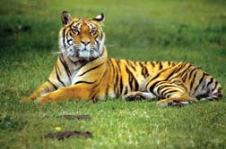 Tigres de la India: belleza indómita
